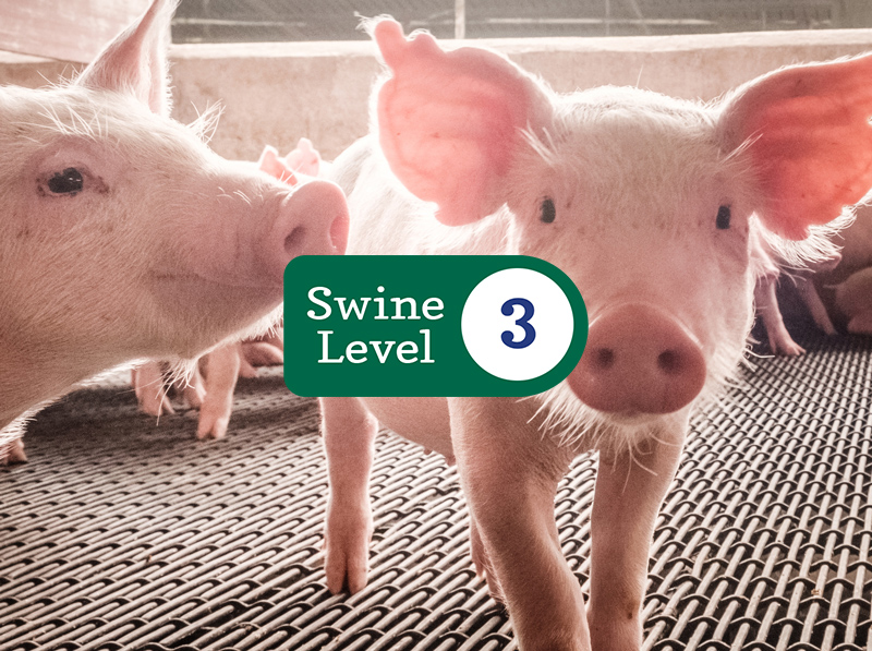 Swine Level 3